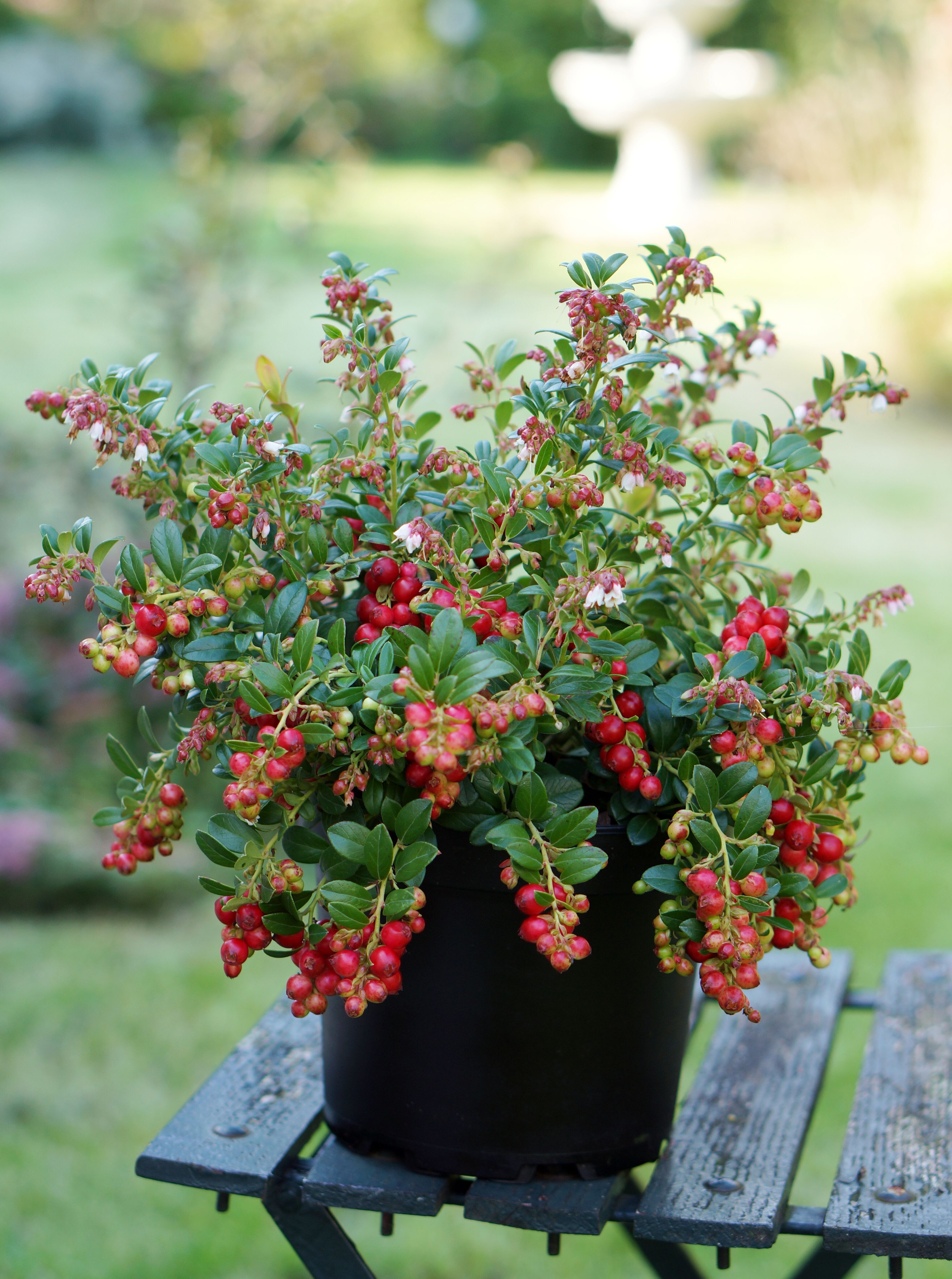 Vaccinium vitis-idaea Fireballs NEW - Cowell’s Garden Centre
